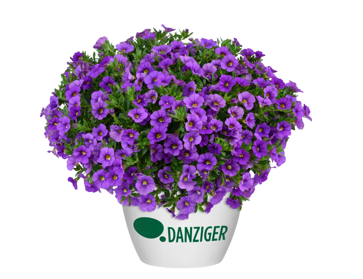 LIA™ Violet