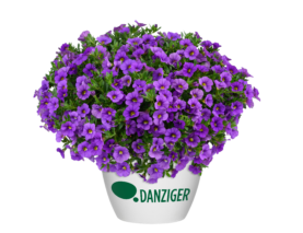 LIA™ Violet