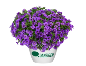 LIA™ Violet