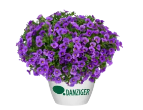 LIA™ Violet