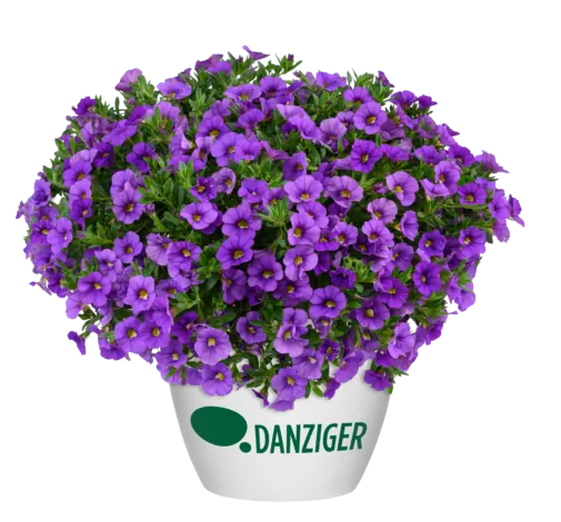 LIA™ Violet