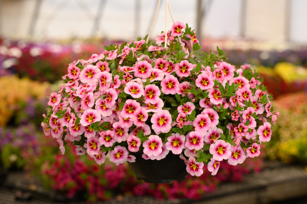 Lia™ Spark Pink - Danziger