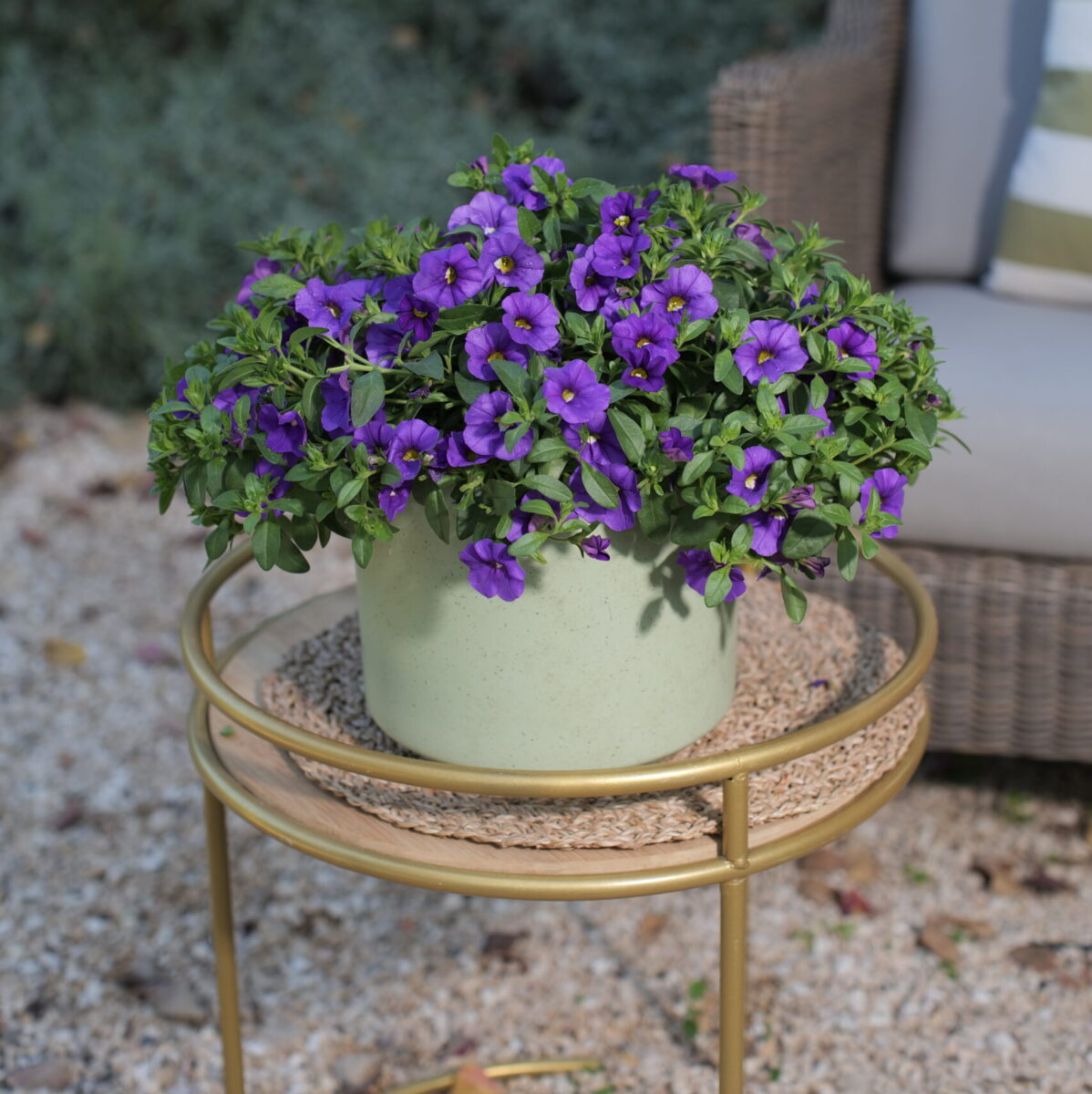 LIA™ Violet - Danziger