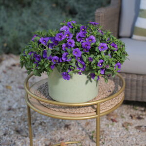 LIA™ Violet - Danziger