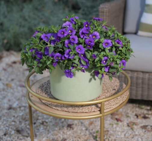 LIA™ Violet - Danziger