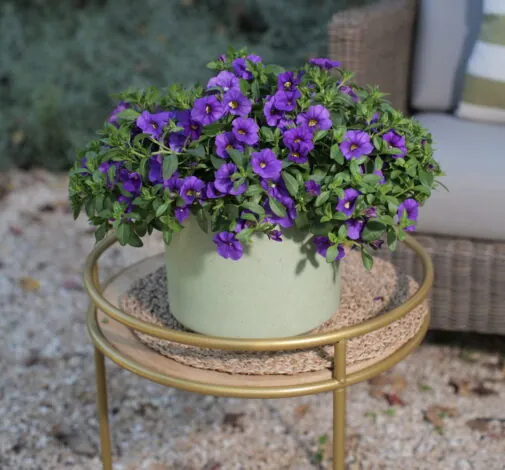 LIA™ Violet