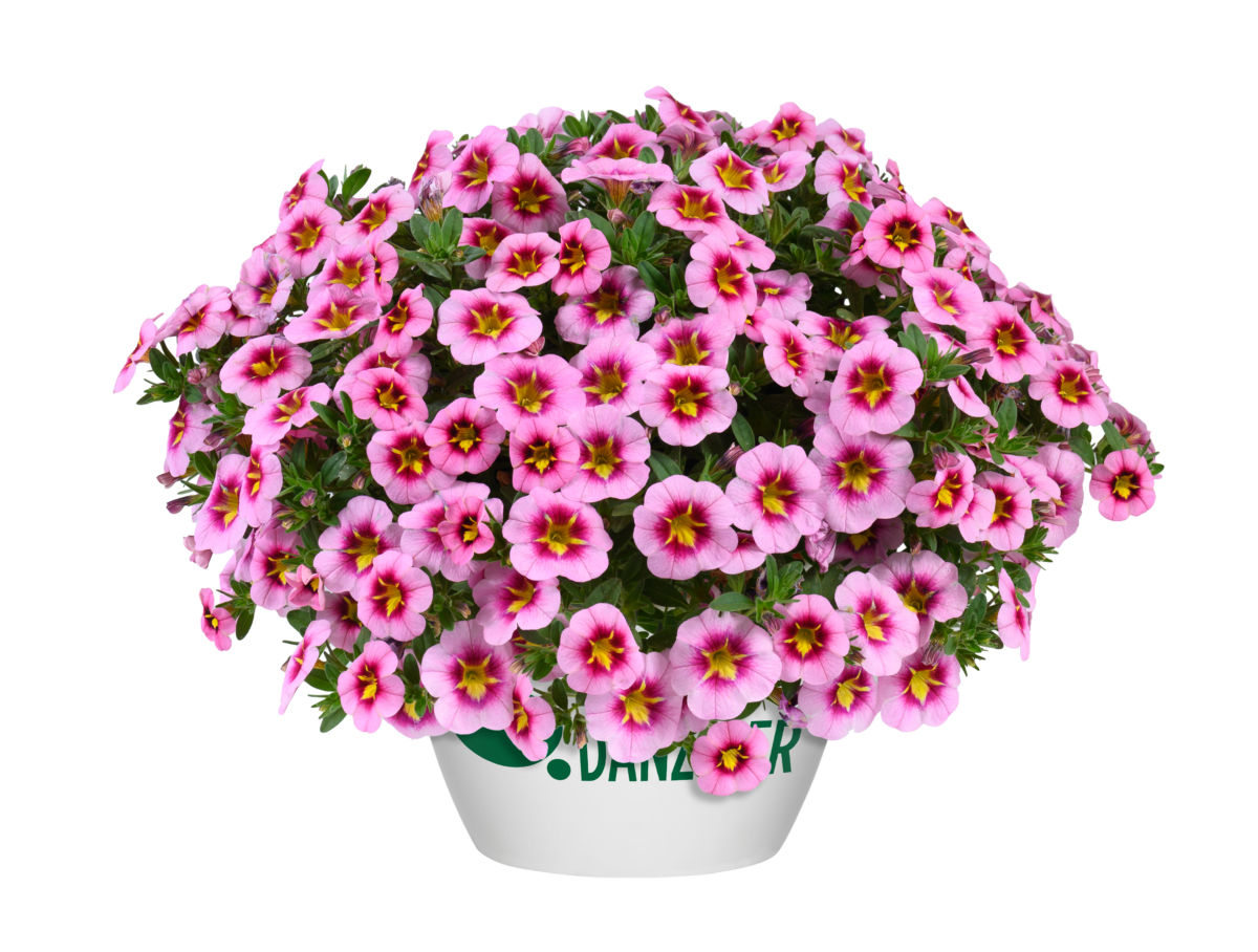 Lia™ Spark Pink - Danziger