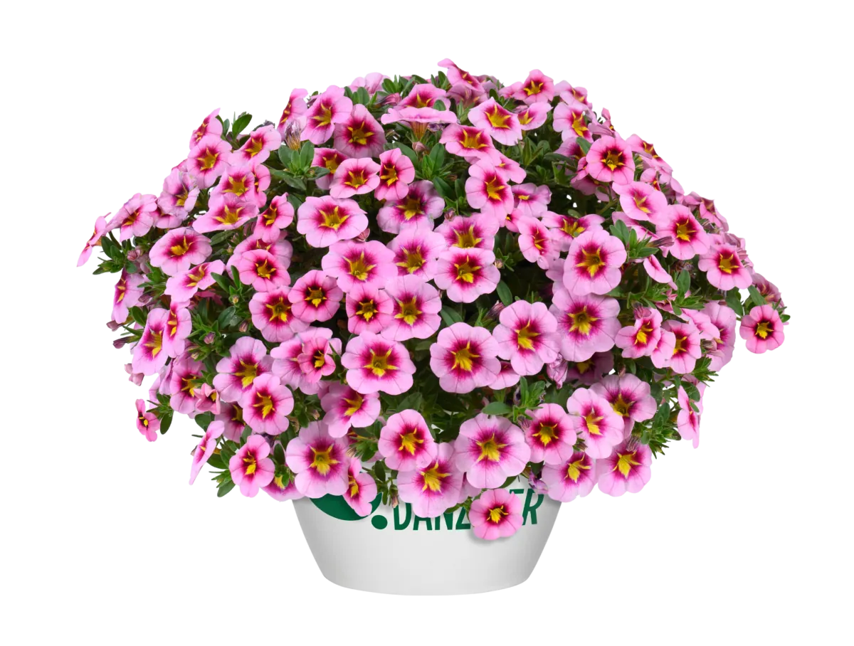 Lia™ Spark Pink