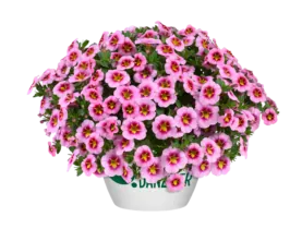 Lia™ Spark Pink
