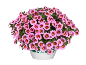 Lia™ Spark Pink