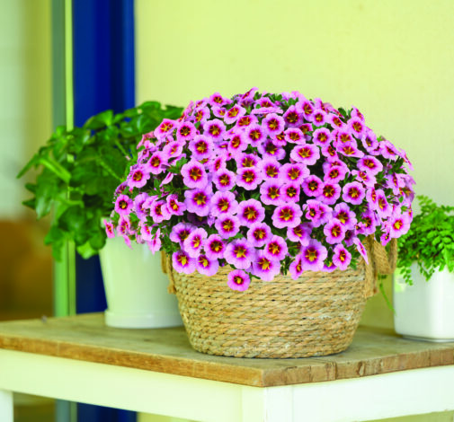 Lia™ Spark Pink - Danziger