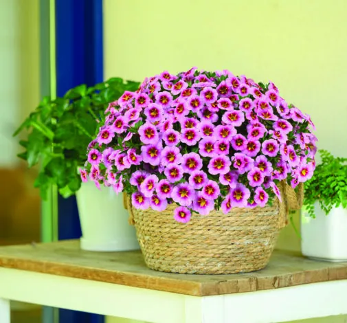 Lia™ Spark Pink
