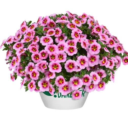 Lia™ Spark Pink