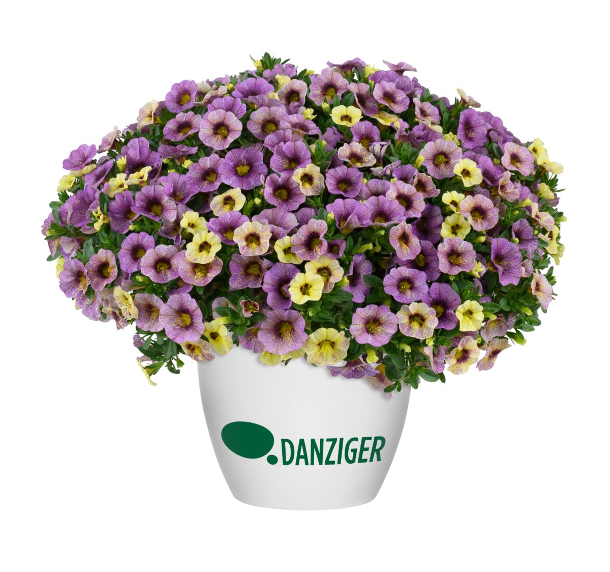 SCOPIA® DOUBLE Series - Danziger