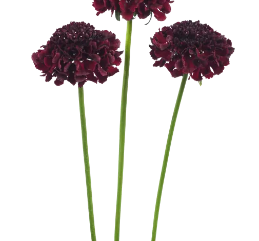 FOCAL SCOOP™ CRANBERRY