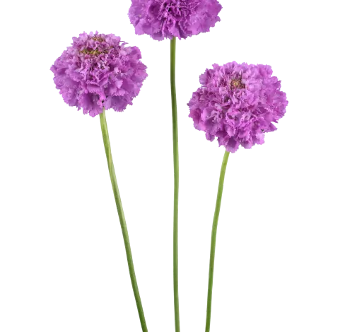 BON BON SCOOP™ UBE