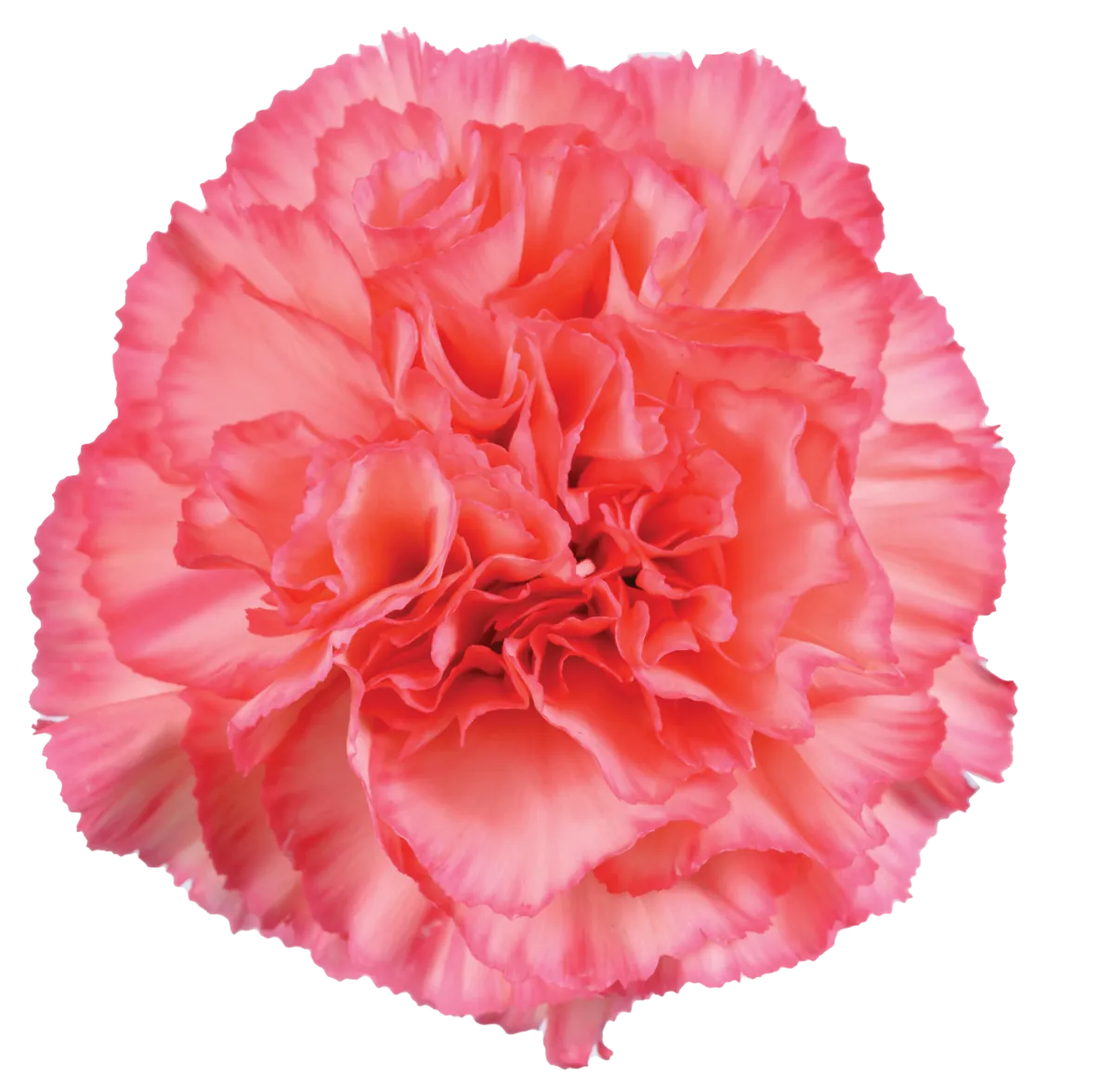 TESORO™ PEACH CHERRY