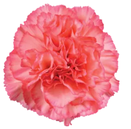 TESORO™ PEACH CHERRY
