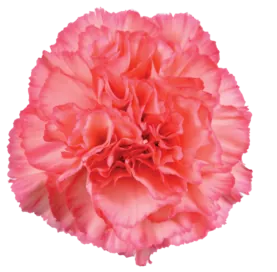 TESORO™ PEACH CHERRY