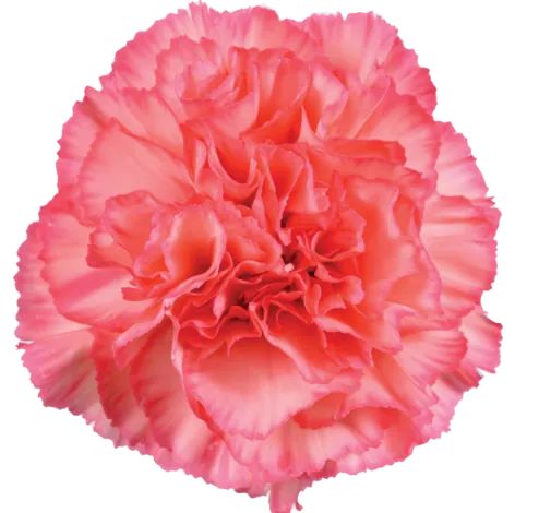 TESORO™ PEACH CHERRY