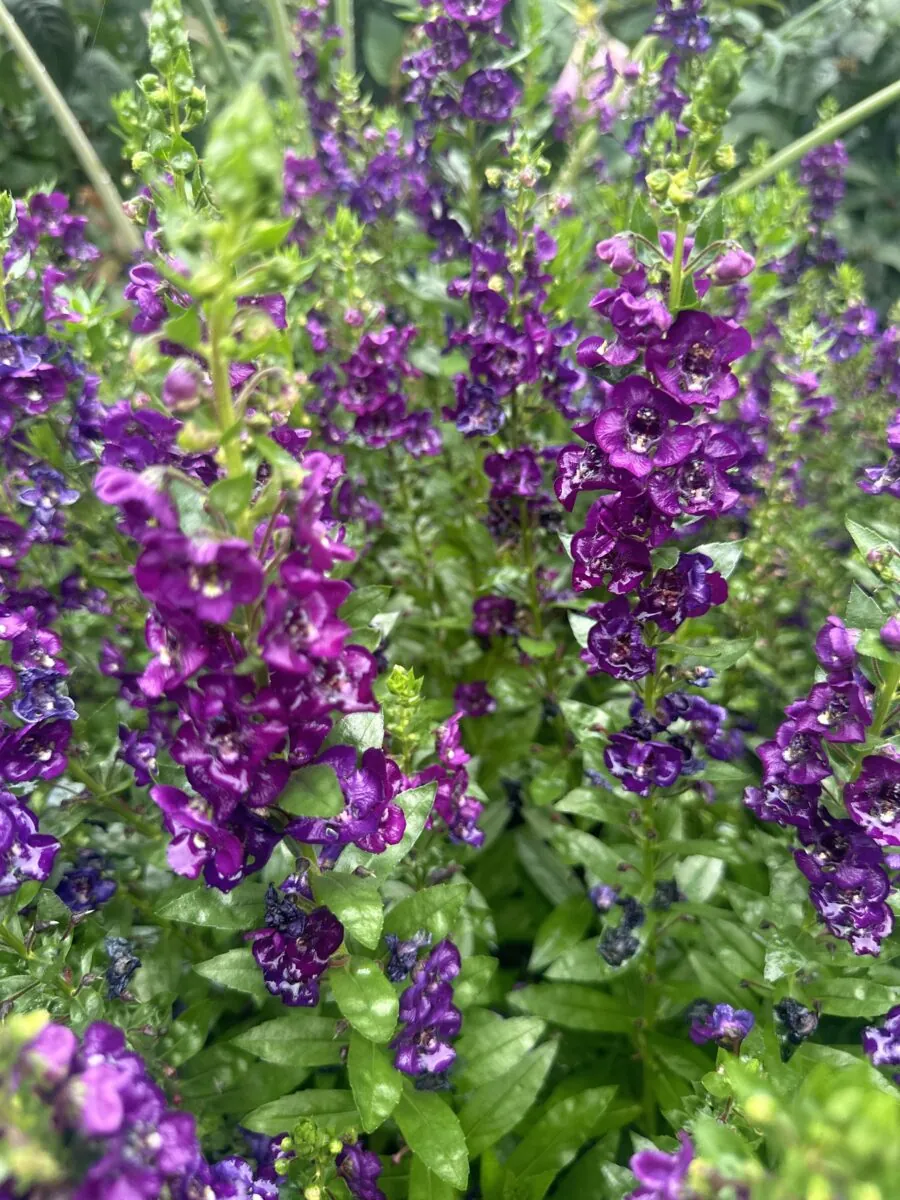 ALONIA™ Big Grape
