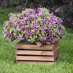 OMBRE™ Purple