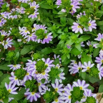 BLESSING™ Bicolor Lavender