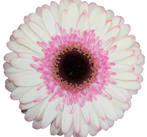 BICOLOR™