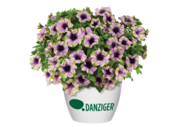 AMAZONAS™ Violet Parakeet