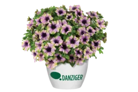 AMAZONAS™ Violet Parakeet