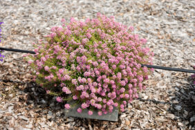 STREAM™ Compact Rose