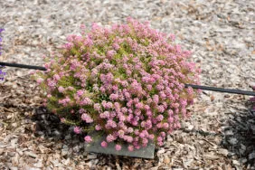 STREAM™ Compact Rose