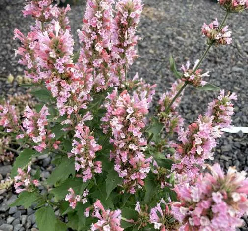 Pink Pearl