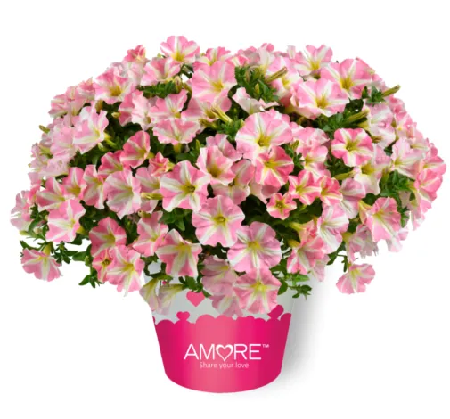 AMORE® Princess