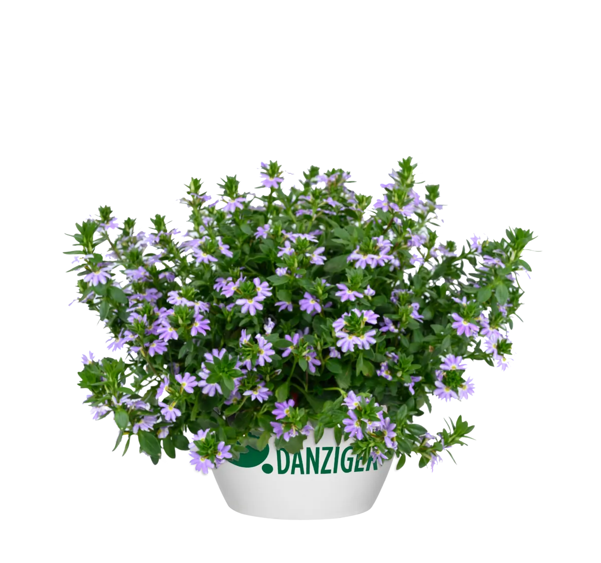 BLESSING™ Bicolor Lavender