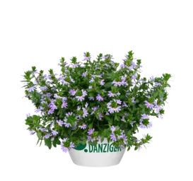 BLESSING™ Bicolor Lavender