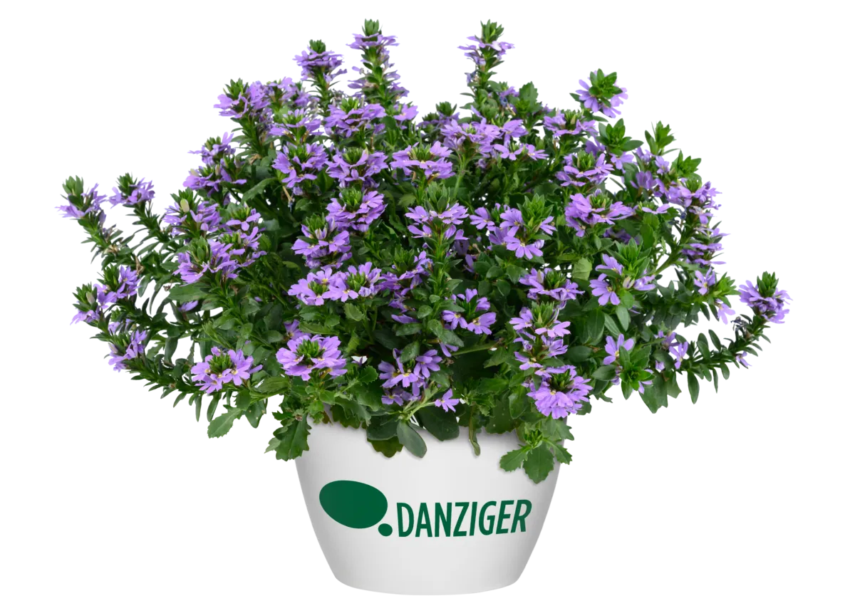 BLESSING™ Lavender
