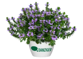 BLESSING™ Lavender