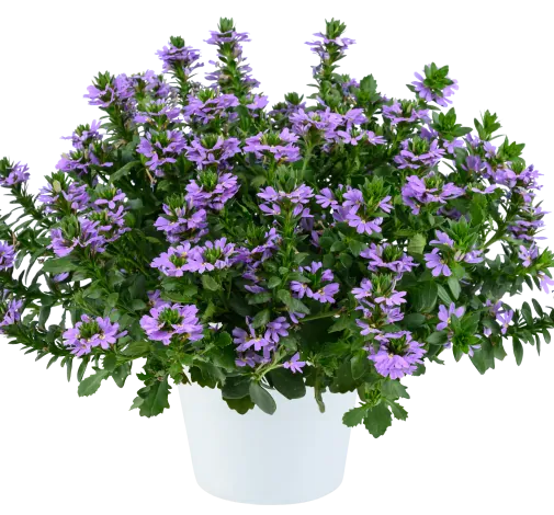 BLESSING™ Lavender