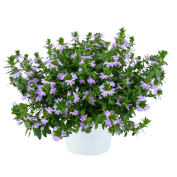 BLESSING™ Bicolor Lavender