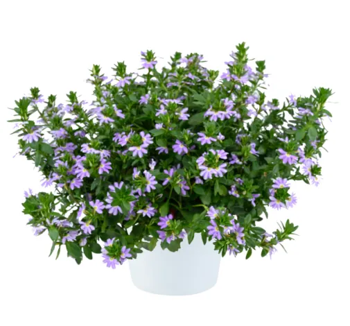 BLESSING™ Bicolor Lavender