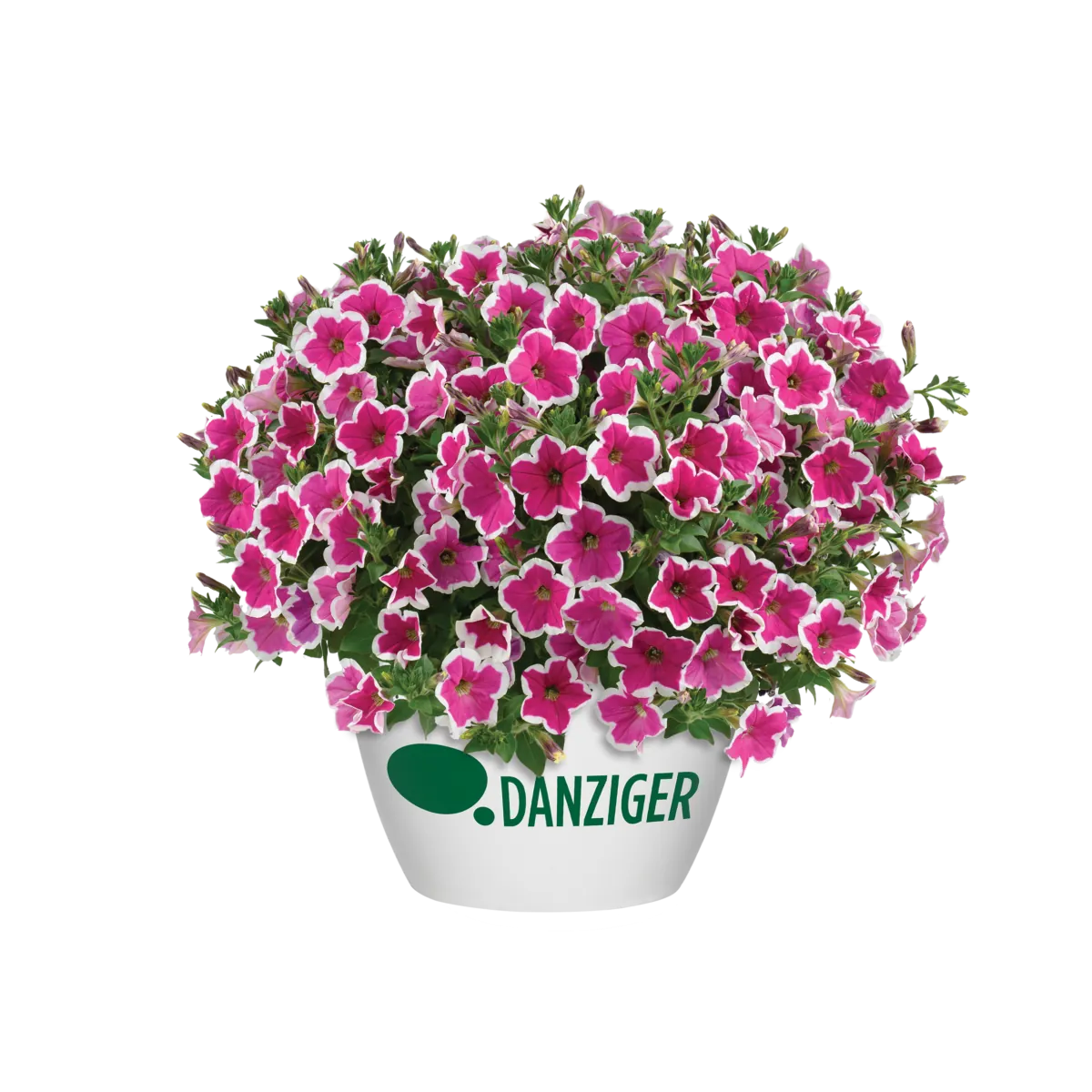 CAPELLA™ Rim Fuchsia