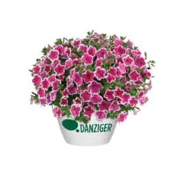 CAPELLA™ Rim Fuchsia