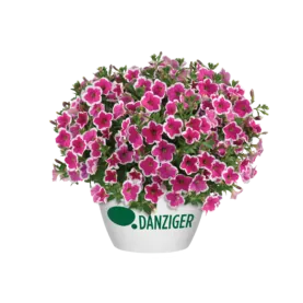 CAPELLA™ Rim Fuchsia