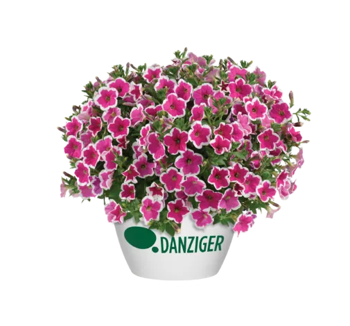CAPELLA™ Rim Fuchsia