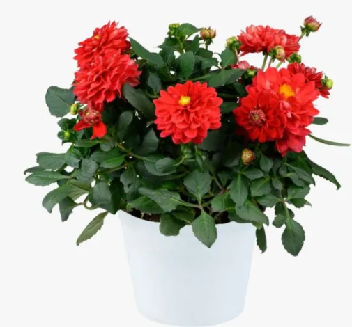 DARLIN’™ Perfect Red