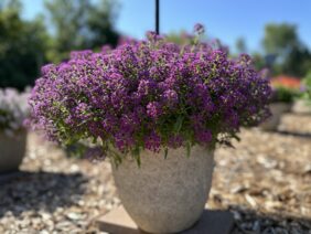 STREAM™ Compact Purple