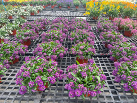 STREAM™ Compact Purple