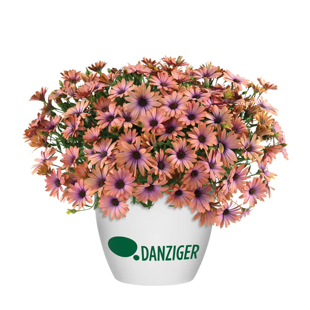 Capella™ Pink Lace - Danziger