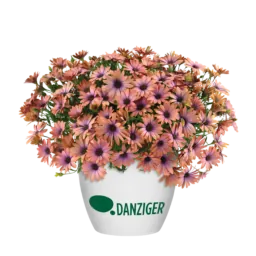 OSTICADE™ Aurora